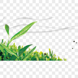 茶树图片_茶树素材_茶树PNG大全下载_熊猫办公