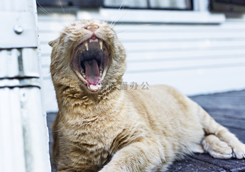 猫 小猫 说谎