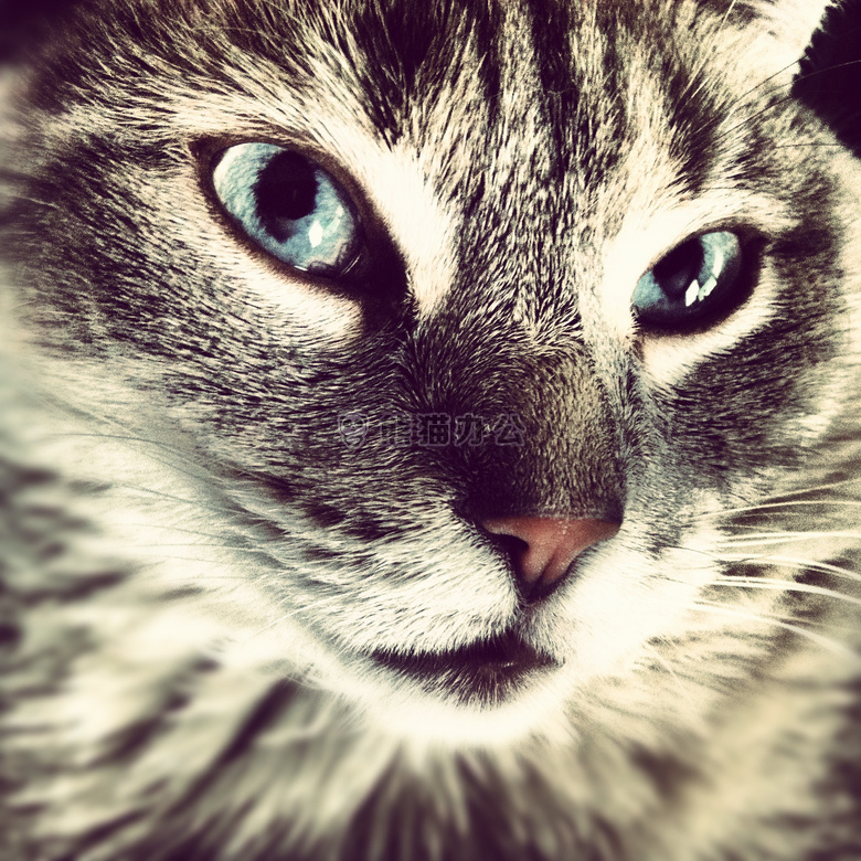 猫 小猫 宠物