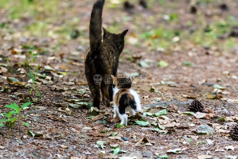 宝贝 猫 小猫