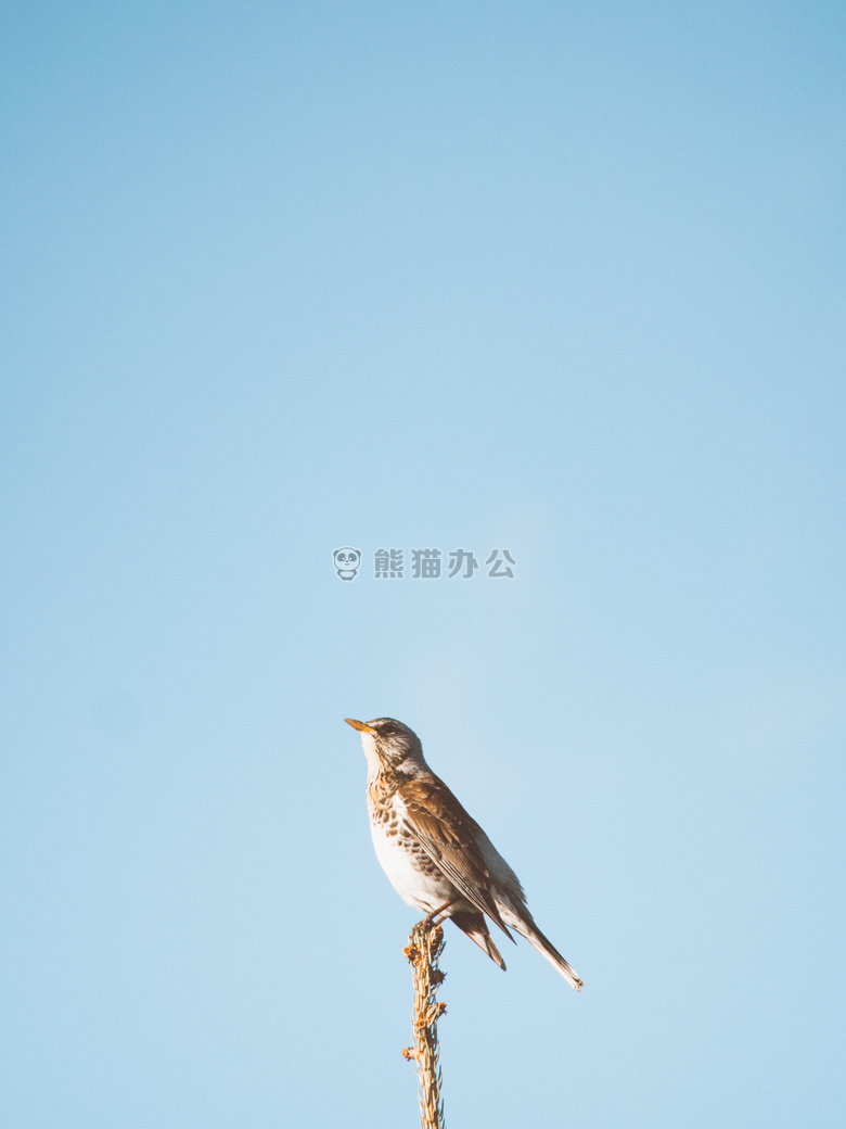 动物 鸟 羽毛