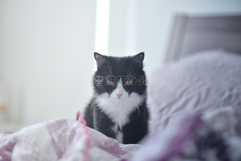 卧室 猫 早晨