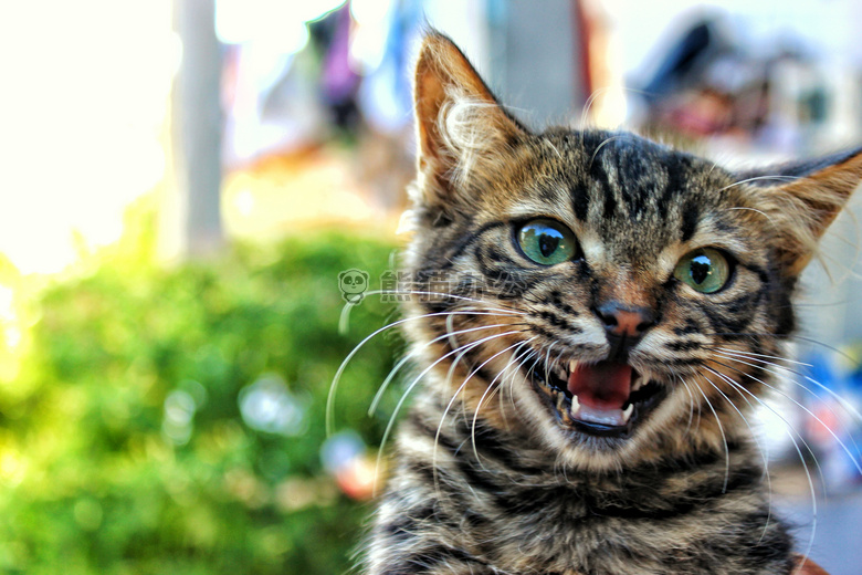 动物 猫 小猫