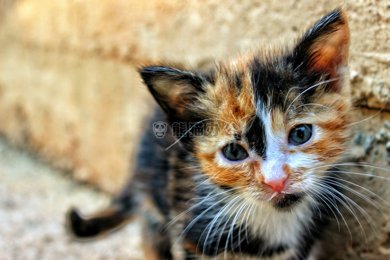 动物 猫 小猫