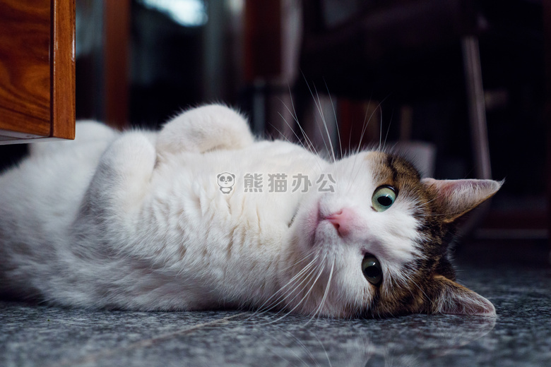 动物 猫 眼睛