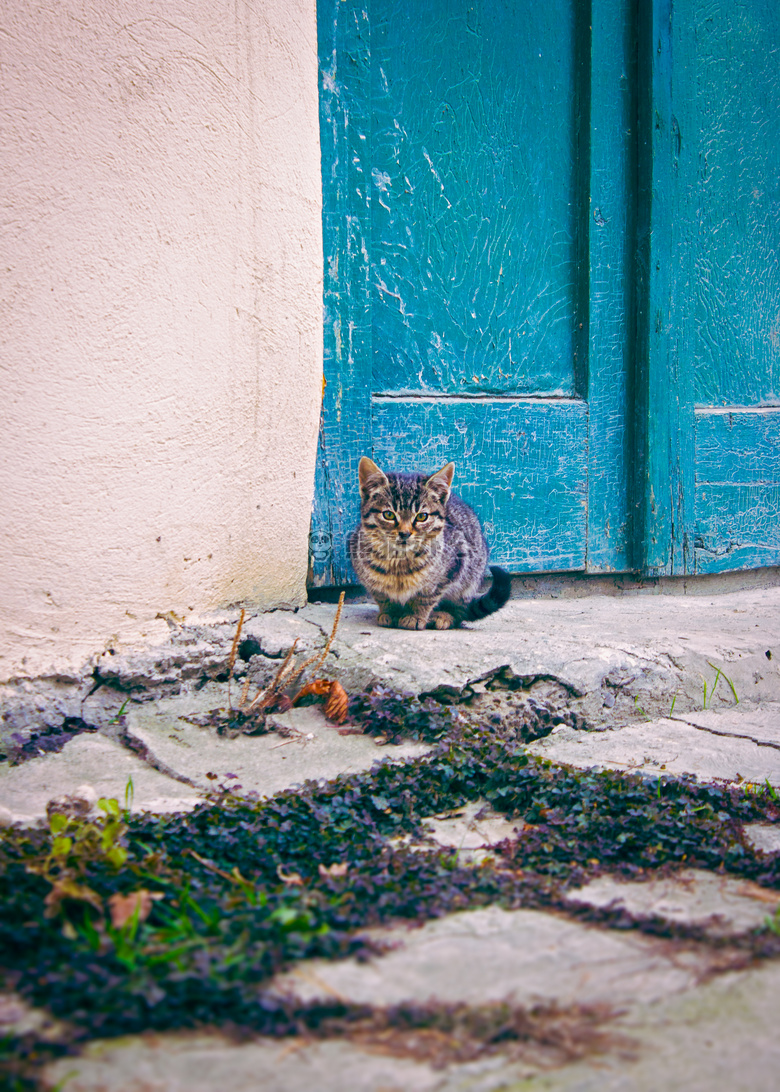 猫 小猫 宠物