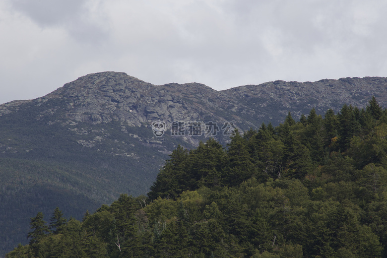 山 树
