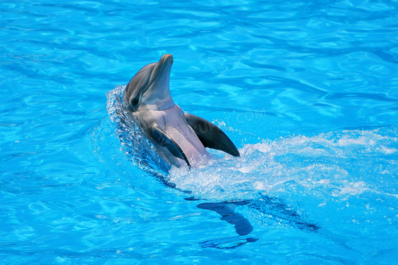 海洋馆海豚表演图片