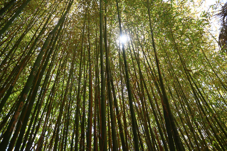 清晨竹林风景图片