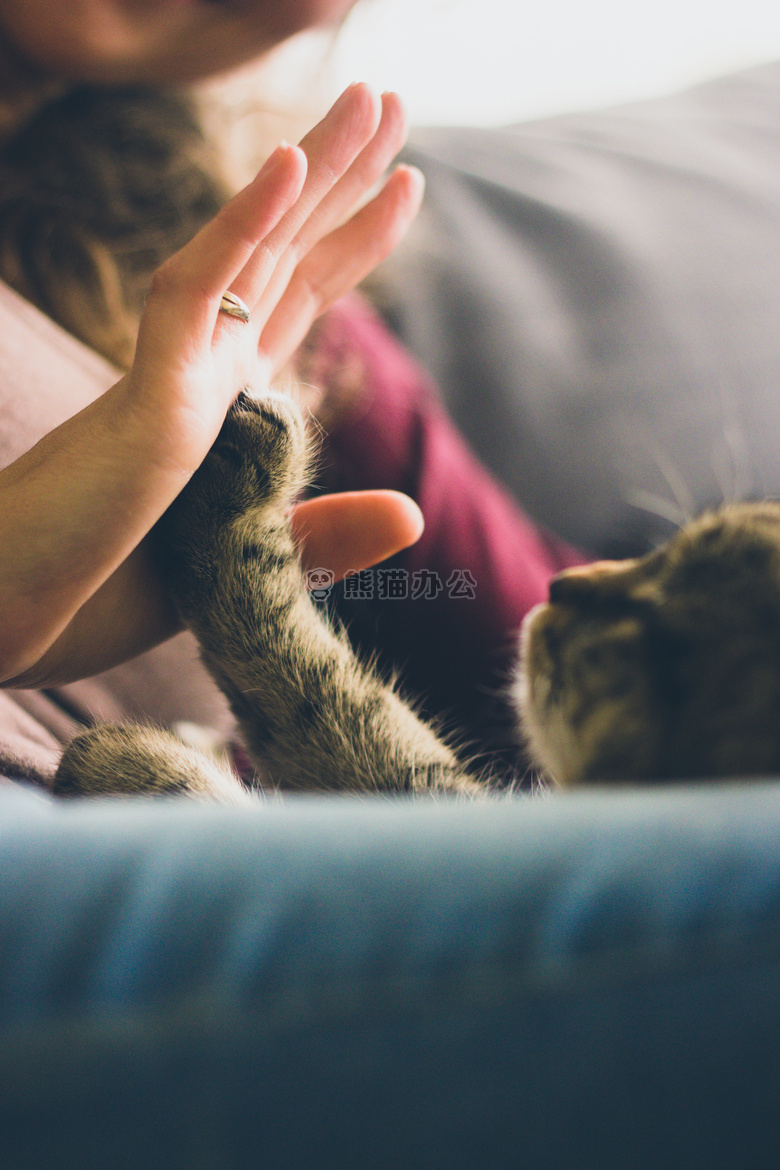 动物 猫 手