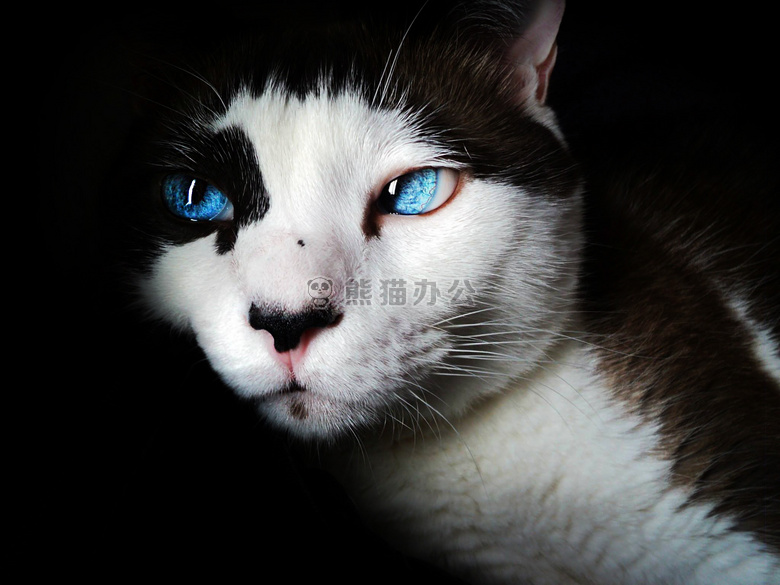 动物 猫 可爱的