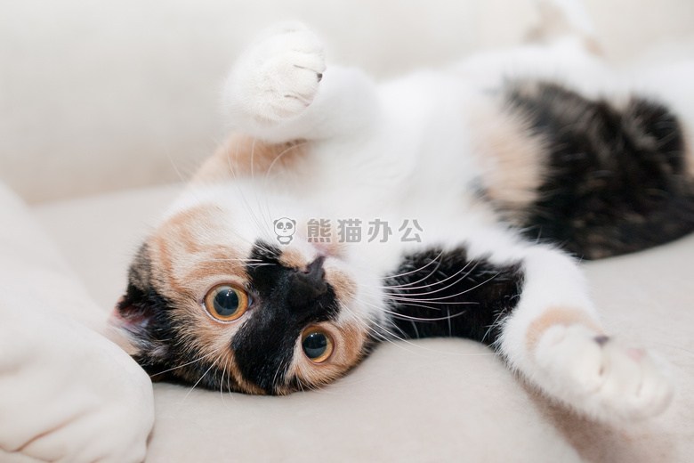 猫 毛茸茸的 小猫