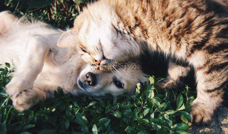 动物 猫 可爱的