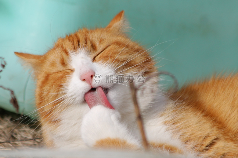 动物 摄影 猫