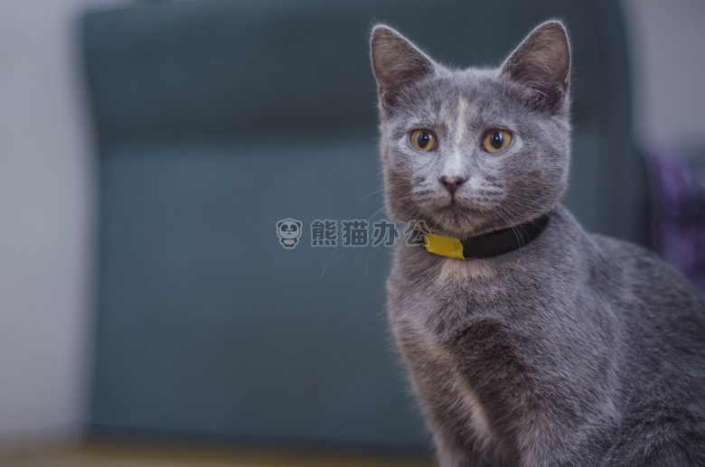 动物 猫 小猫