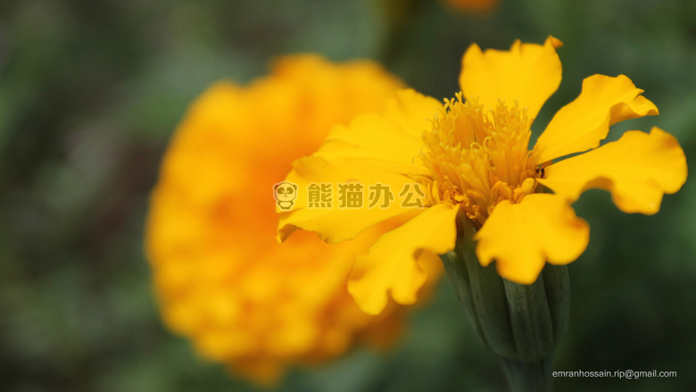 自然 美好的 壁纸