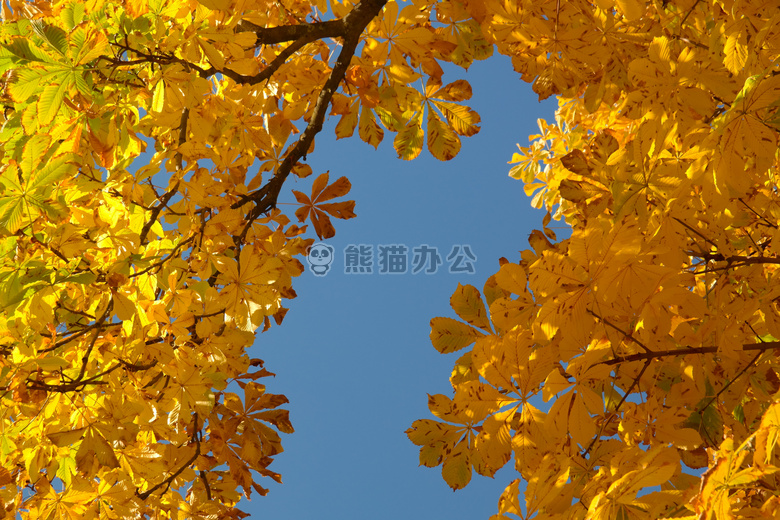 秋天 板栗 叶