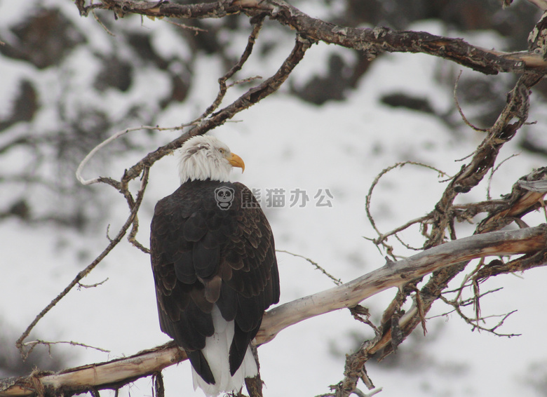 秃头 鹰 鸟