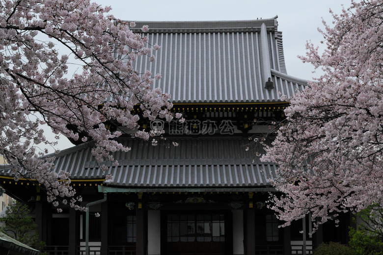 建筑学 开花 棕色的