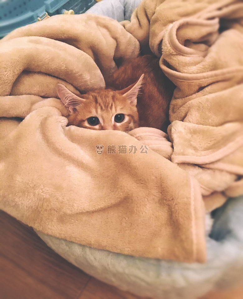 动物 猫 可爱的