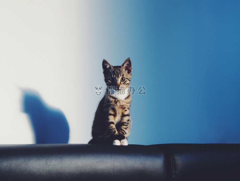 动物 猫 小猫