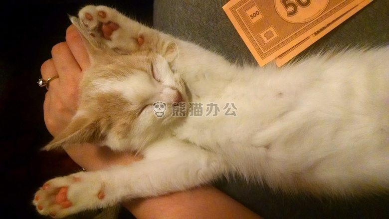 动物 猫 小猫