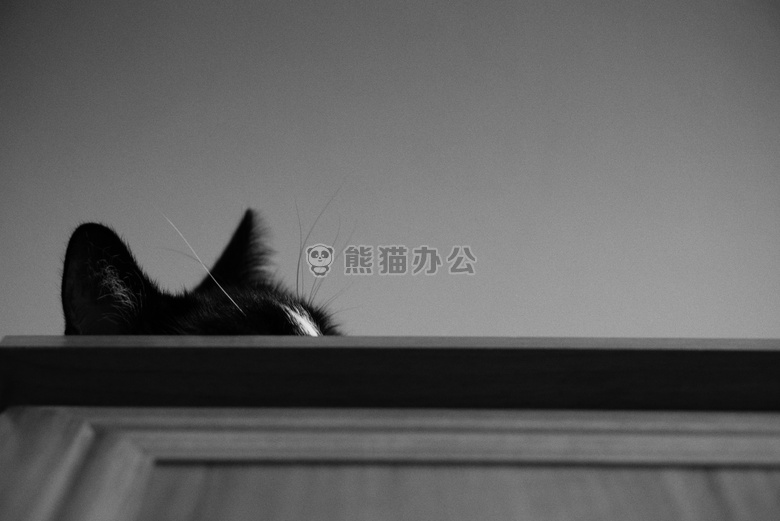 BW 猫 凯蒂