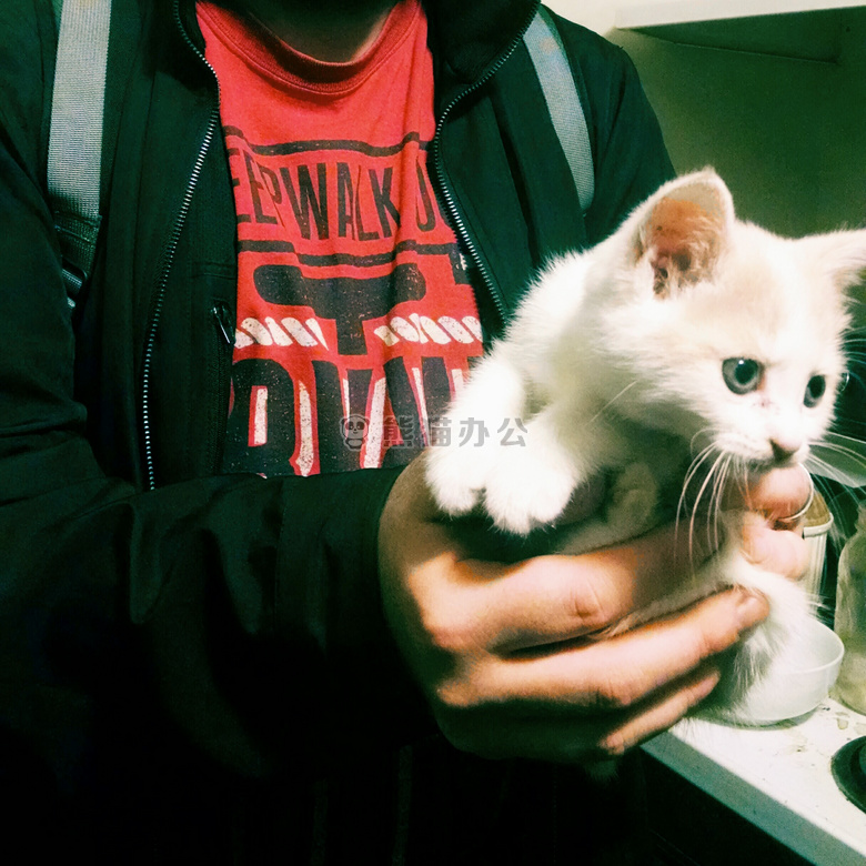 动物 猫 小猫