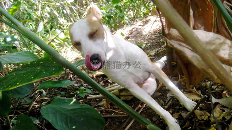 动物 狗 森林