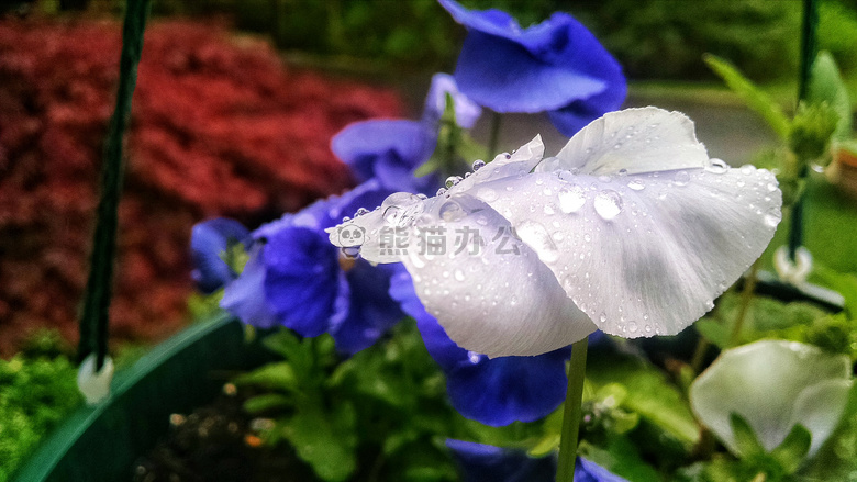液滴 花 绿色