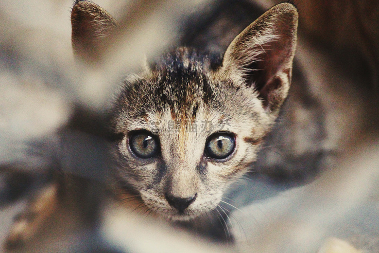 动物 猫 小猫
