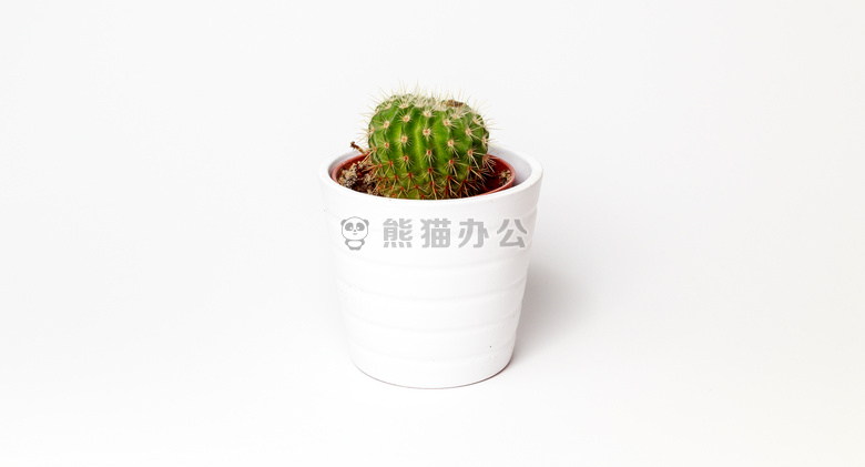 仙人掌 极简主义 植物