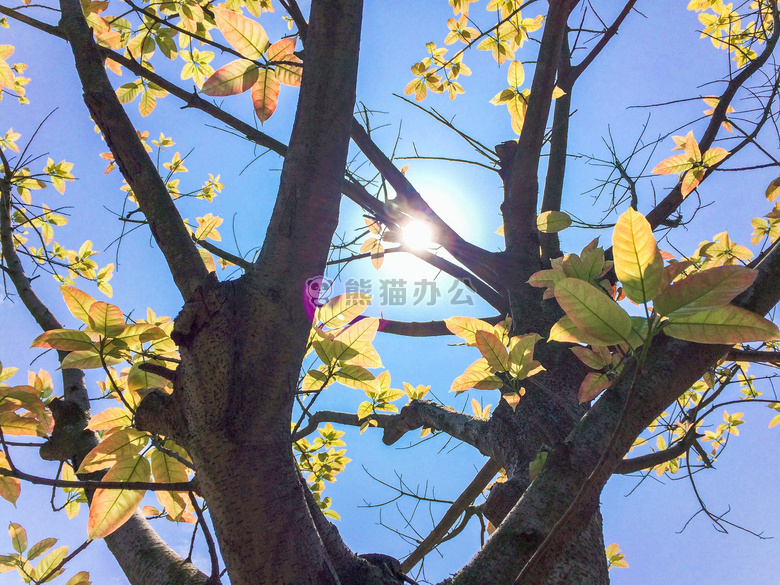 金色的 叶 自然
