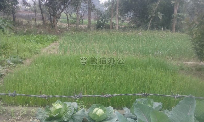 农场 栅栏 领域