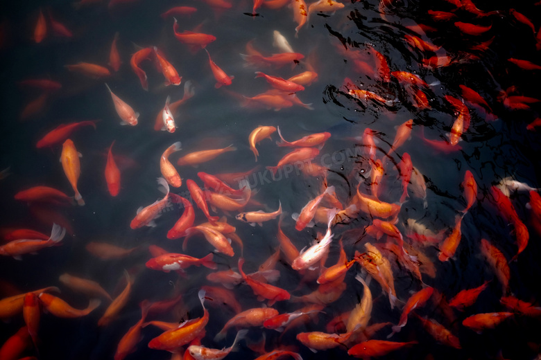 为争抢食物游来游去的锦鲤树叶图片