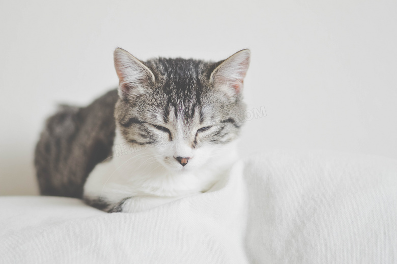 眯缝着双眼的犯困猫咪摄影高清图片