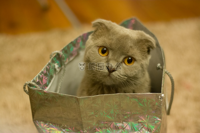 可爱极了 动物 猫