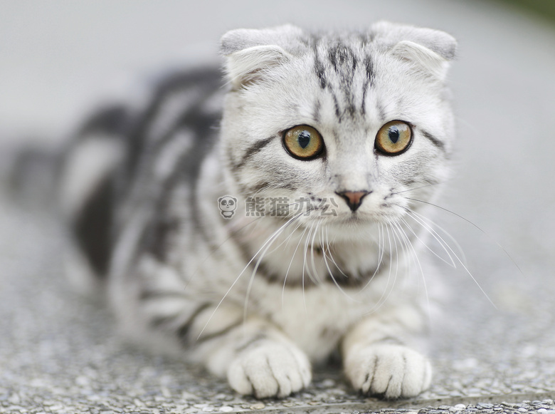 可爱极了 动物 猫