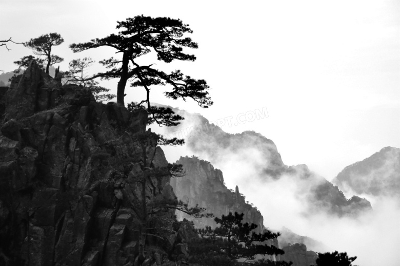屹立在山上的松树图片