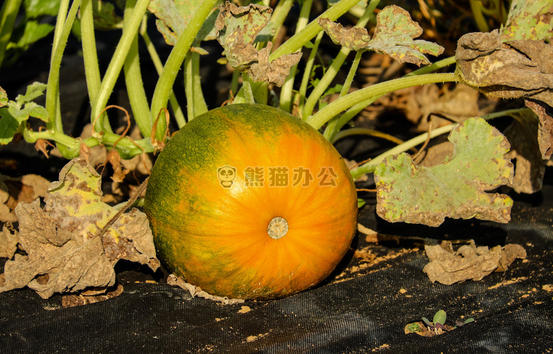 农业 特写 颜色