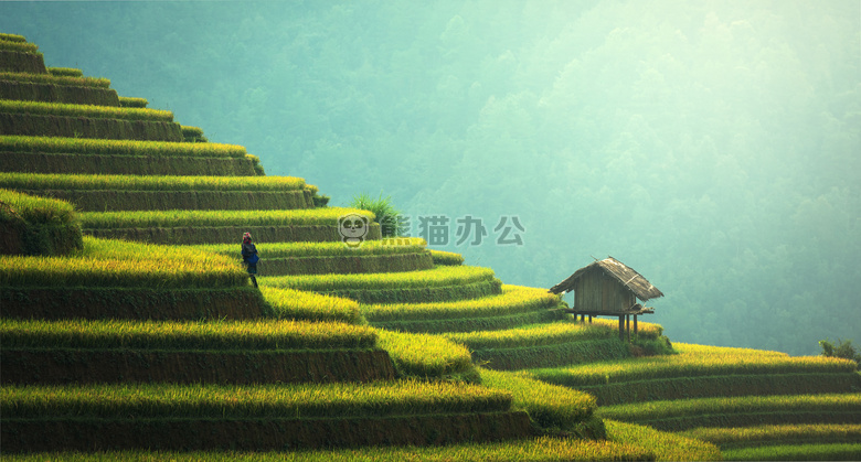 农业 亚洲 猫