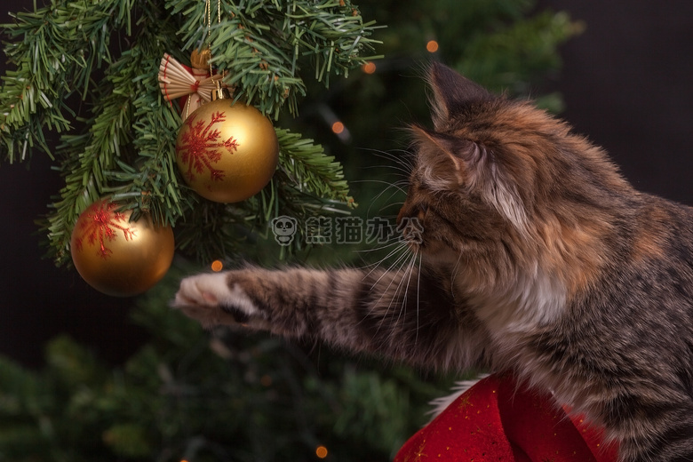 球 模糊 猫
