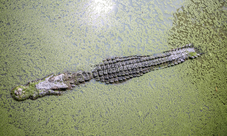 鳄鱼 动物 水生