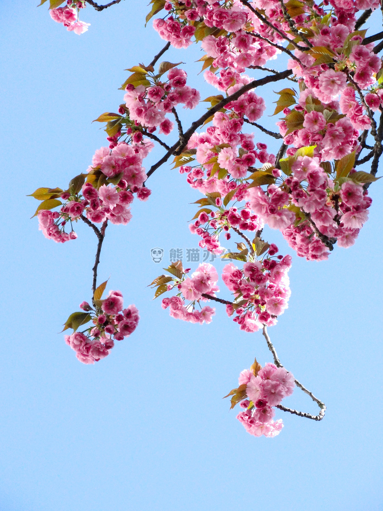 美丽的 花 绽放