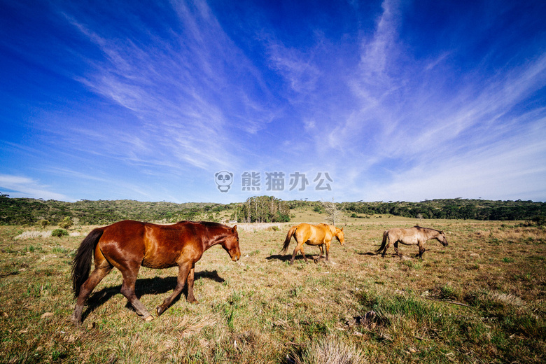 冒险 动物 蓝色
