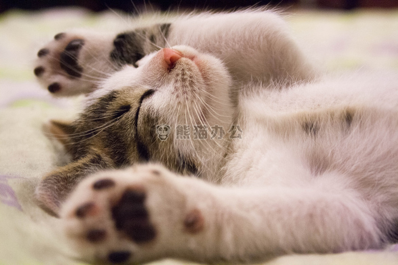 动物 猫 面对
