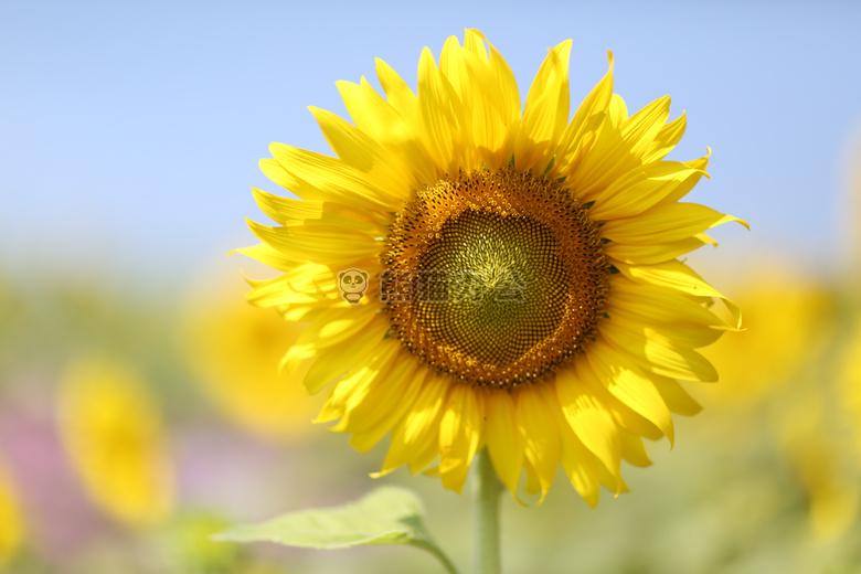 美丽的 花 开花