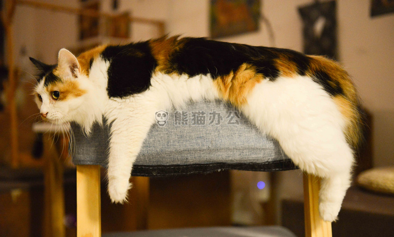 可爱极了 动物 猫