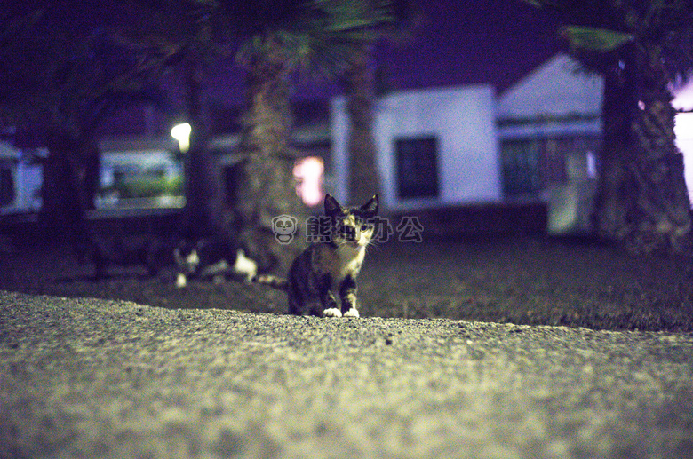 动物 猫 小猫