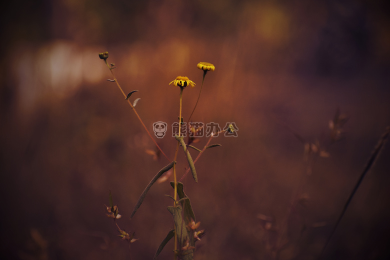 美丽的 花 大自然
